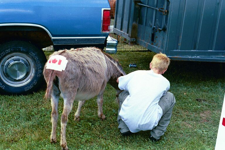 donkey.jpg
